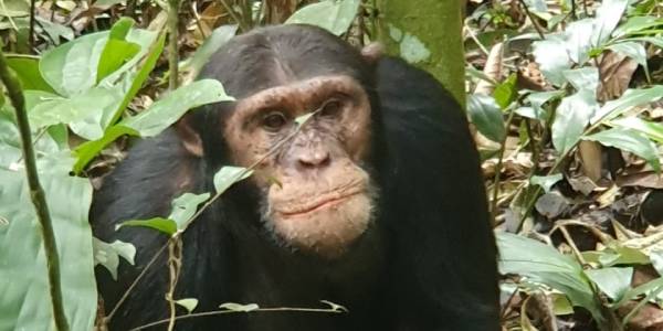 Chimpanzee trekking in Kyambura Gorge Queen Elizabeth National Park