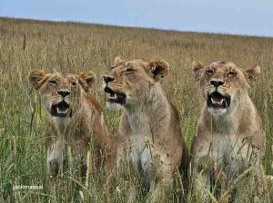 Embark on an unforgettable 3 day masai mara safari into Kenya’s most iconic wildlife destination — the Masai Mara National Reserve.