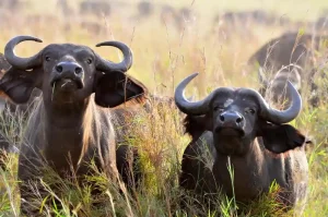 Embark on an unforgettable 3 day masai mara safari into Kenya’s most iconic wildlife destination — the Masai Mara National Reserve.