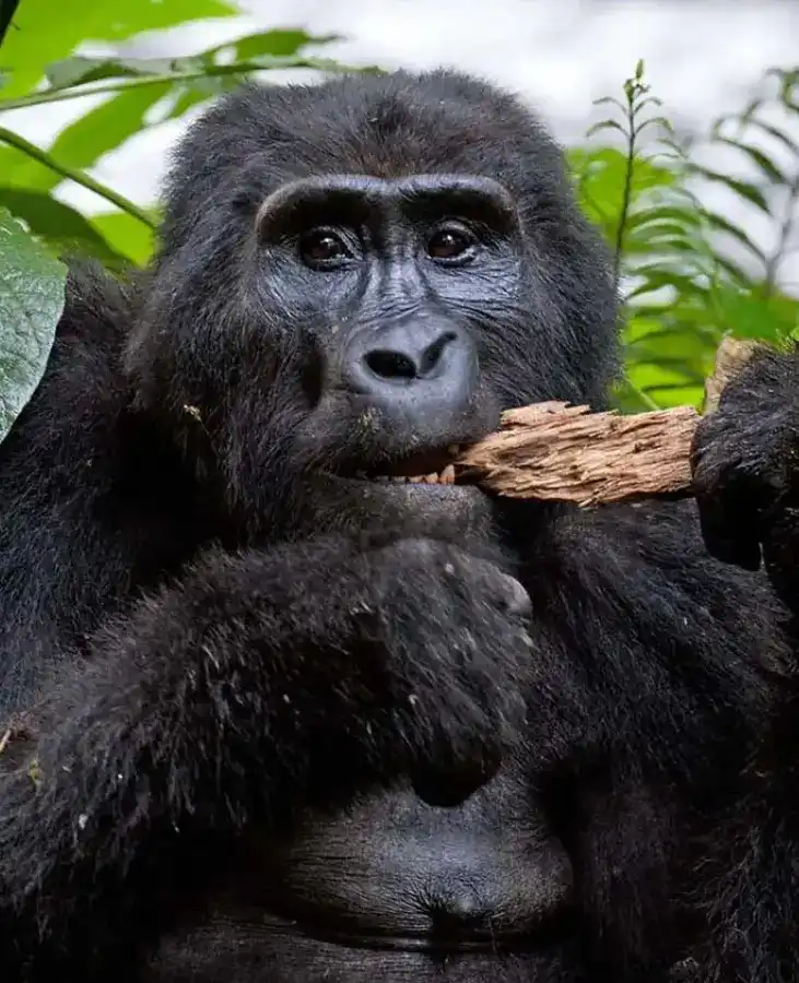 book-gorilla-safaris