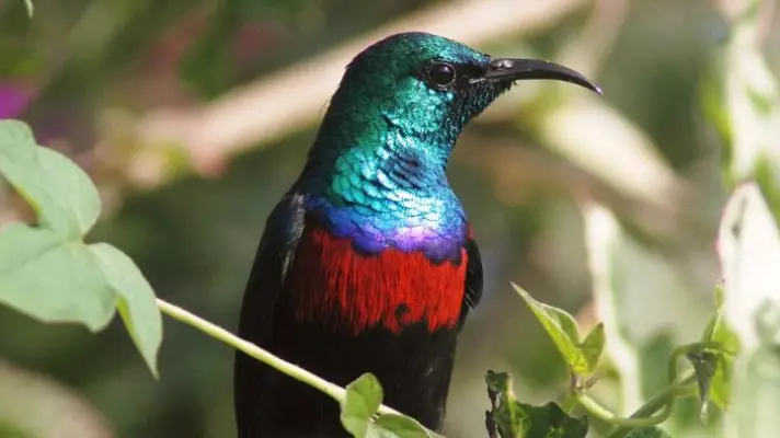 Birding safaris in Uganda