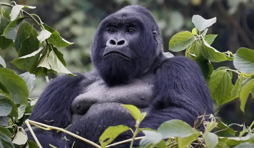 Mgahinga Gorilla National Park