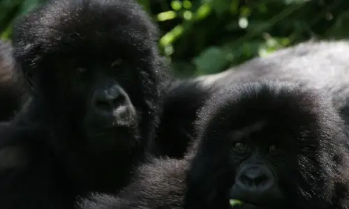 Uganda-gorilla-safari