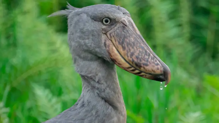 birding-in-uganda