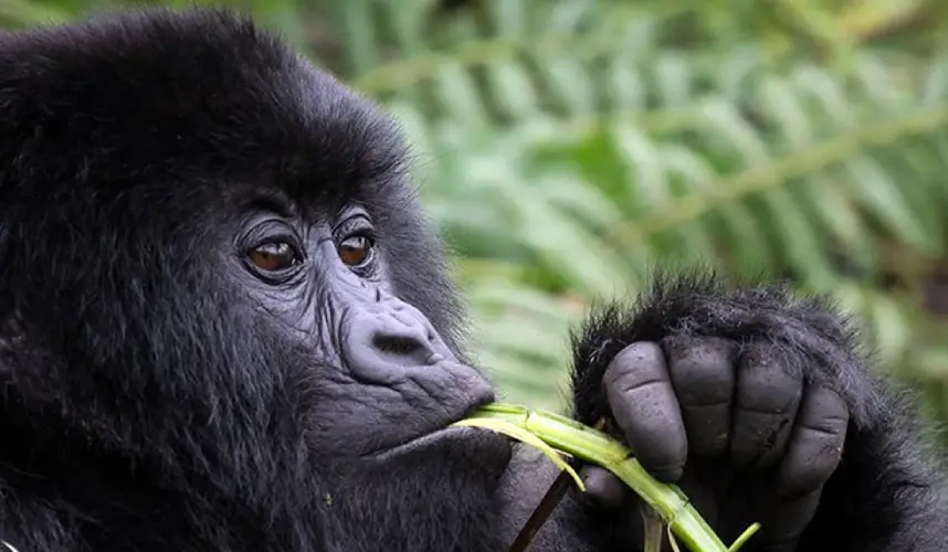 bwindi impenetrable national park