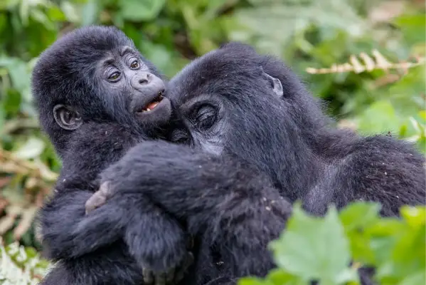 3 Days Bwindi Gorilla Trek