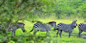 6 Days Kidepo Valley Tour