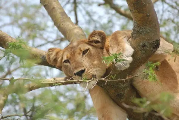 5 Days Gorilla & Wildlife Safari