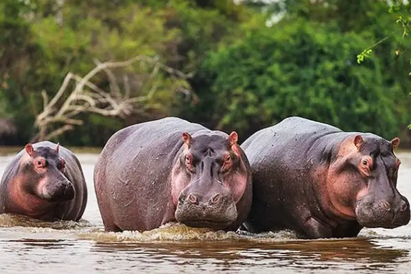 6 Days Akagera Wild Tour