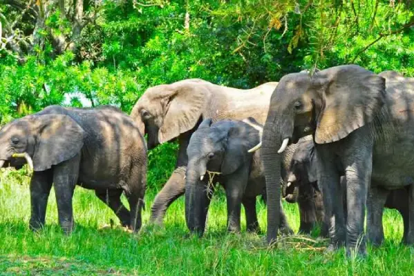 6 Days Kidepo Valley Safari