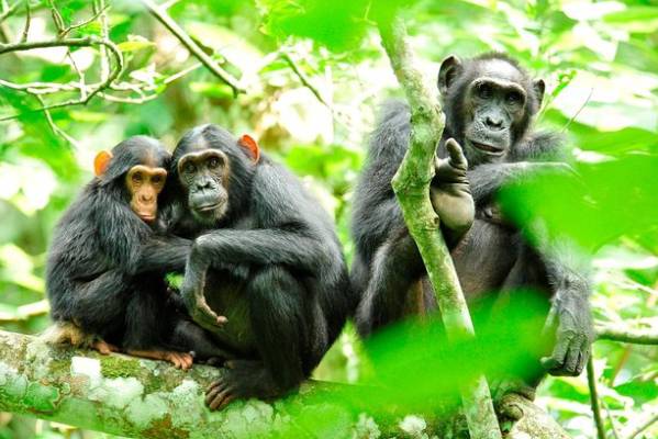 Kibale Forest National Park and Queen Elizabeth National Park