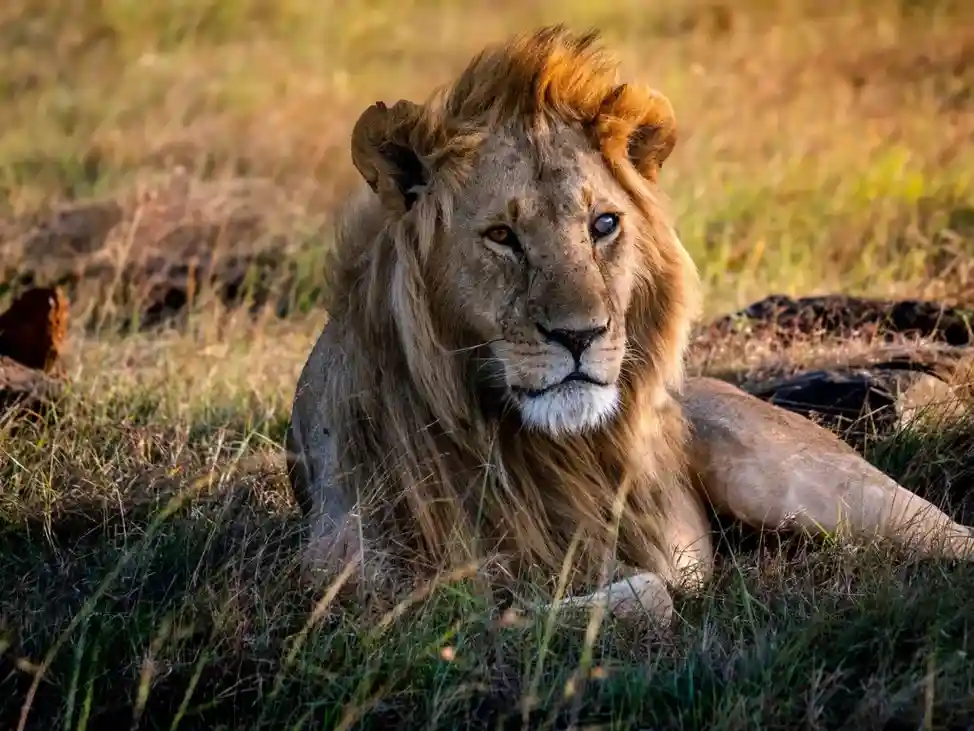 Masai Mara